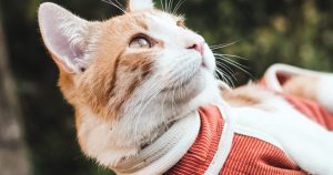 Startup chilena posiciona el BodyCobre postquirúrgico para mascotas en 7 países