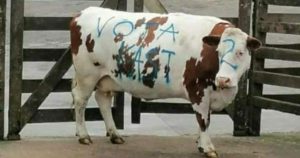 VIDEO - Rayan vaca con mensajes a favor de José Antonio Kast en Puerto Montt