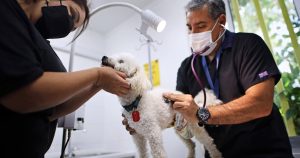 Subdere destina más de $500 millones a 52 ONGs animalistas del país