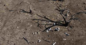 Uruguay decreta emergencia agropecuaria para el país debido a la sequía