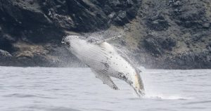 Consejo de Ministros da luz verde a Área Marina Archipiélago de Humboldt