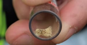 SAG Biobío intercepta peligrosa plaga forestal en embarques de vehículos