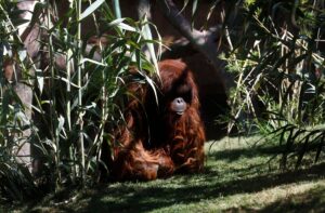 Denuncian a Elon Musk por exponer a monos a experimentos mortales para probar sus implantes cerebrales