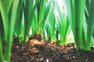 ThinkAgro: Pymes del sector frutícola y agroindustrial del Maule reciben apoyo en digitalización y automatización de procesos