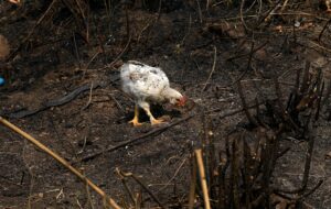 China confirma primer caso de gripe aviar en humanos