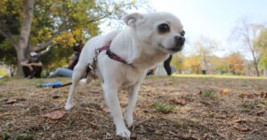 Cacttus: el primer seguro de salud para mascotas con cobertura en todos los centros veterinarios