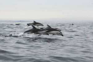 Invasión en Ucrania dispara la muerte de delfines en el mar Negro