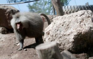 Alerta en Europa por casos de viruela del mono: ¿cómo se contagia y cuáles son sus síntomas?
