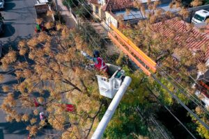Enel Distribución presentó plan de manejo de arbolado cercano a redes eléctricas