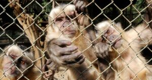 Viruela del mono: Perú y Colombia declaran alerta sanitaria y  aumentan casos en Europa