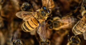 El crecimiento de la startup chilena que quiere ser la mejor aliada de las abejas