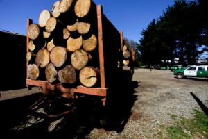 SII descartó falta de fiscalización por robo de madera en la Macrozona Sur