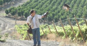 Emprendimiento chileno rehabilita aves rapaces para controlar plagas en el campo y la ciudad