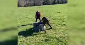SAG denuncia maltrato animal por funcionario que entregó un zorro para ser devorado por perros