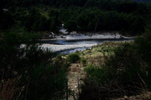 Los bosques plantados no son el problema