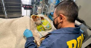 PDI busca a responsables de enterrar cuchillo en la cabeza de un perro tras pelea entre vecinos