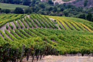 Concha y Toro redujo en un 49% sus emisiones de carbono directas en los últimos 10 años
