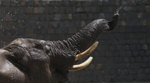 India: elefante mató a una mujer en India y luego la atacó nuevamente en su funeral