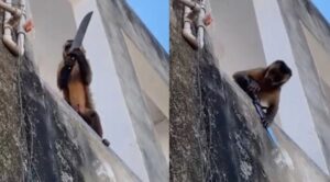Mono con cuchillo atemorizó a comerciantes en Brasil