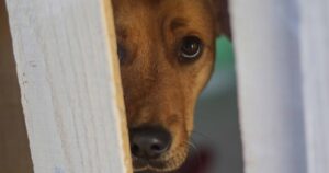 La viruela del mono y las mascotas
