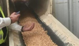 Principal productora de pellets en Chile anuncia disponibilidad limitada: acusa problemas por violencia en la Macrozona Sur