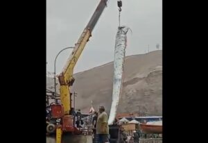 Capturan pez remo en Arica: el mito que vincula su aparición con los terremotos y el desmentido de la ciencia