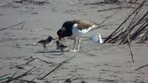 Tras cuatro años de monitoreo en Parque Humedal Río Maipo se registran los primeros nacimientos de Pilpilén