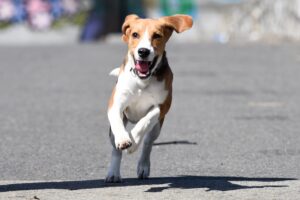 Día Mundial del Perro: más de 8 millones son mascotas en Chile