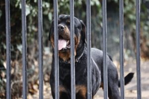 Perros que atacaron a niña en La Reina fueron trasladados a centro de adiestramiento canino