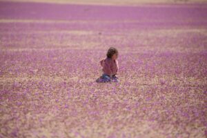 Inauguran temporada del Desierto Florido en Atacama: expertos piden no cortar flores