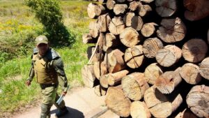 Detenidos por robo de madera en Arauco agredieron a 12 carabineros