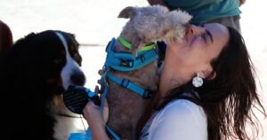 Regular para avanzar en alimentos para mascotas
