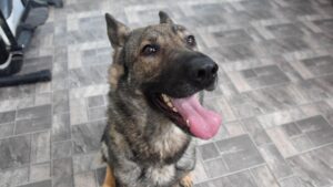 Mujer sufrió el robo de sus dos perros durante encerrona en Peñalolén