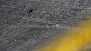 Mujer de 30 años fue asesinada durante una balacera en Renca