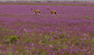 No habrá desierto florido en 2023: estas serían las razones