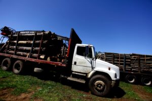 Corte envía a prisión preventiva a integrantes de banda por robo de madera en Collipulli