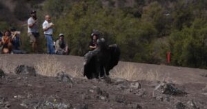 Fundación MERI y Proyecto Manku celebran liberación de cóndores en San José de Maipo