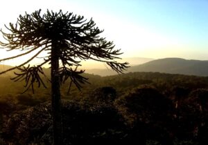 Cierre de parques nacionales: el nuevo problema que enfrenta el Gobierno por la seguridad en La Araucanía