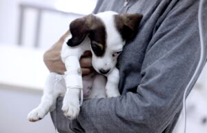 Veterinarios rechazan informe del Sernac que advierte grandes diferencias de precios en las prestaciones