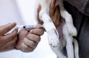 Veterinarios en conflicto nuevamente: presentan recurso contra el SII por cobro del IVA
