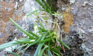 Descubren dos nuevas plantas endémicas de Chile emparentadas con la cebolla y el ajo