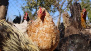 Minsal llama a la calma por casos de gripe aviar: 