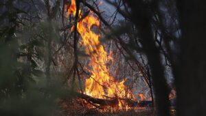 Balance Onemi: se mantienen activos 8 incendios forestales en todo el país