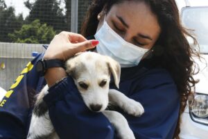 Colmevet inicia campaña para ayudar a animales afectados con incendio en Viña del Mar