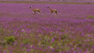 Bienes Nacionales compromete decreto que crea el Parque Nacional Desierto Florido “durante el primer trimestre del 2023”