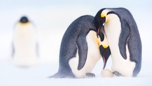 Presentan libro “Antártica, una mirada desde Chile” para destacar la belleza e historia del continente helado