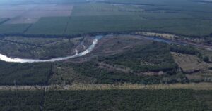 Plantarán un millón de quillay en el sur de Chile para lucha contra el cambio climático