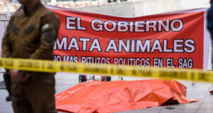 La macabra protesta del Zoológico de Los Ángeles: llevaron un león muerto a La Moneda