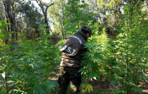 Colliguay: descubren extenso cultivo de marihuana avaluado en más de $6 mil millones