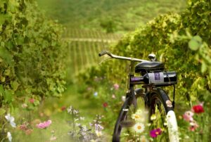 Enoturismo: los mejores tours y panoramas para disfrutar este verano